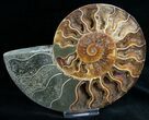 Beautiful / Cut & Polished Ammonite #6875-3
